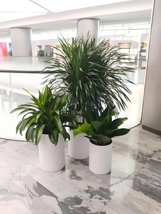 找花卉租赁公司？宁波慈溪这家实力与颜值并存